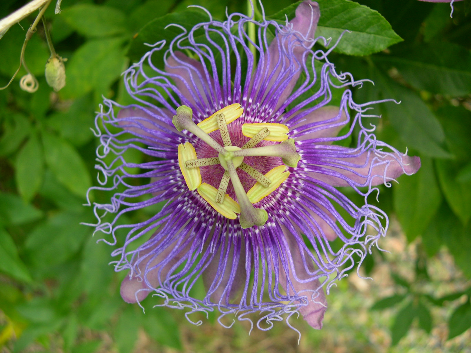 passiflora-incarnata